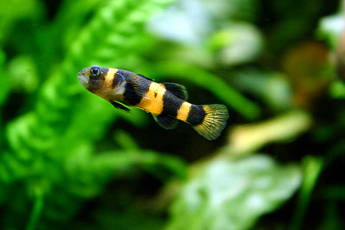 BRACHYGOBIUS XANTHOZONA